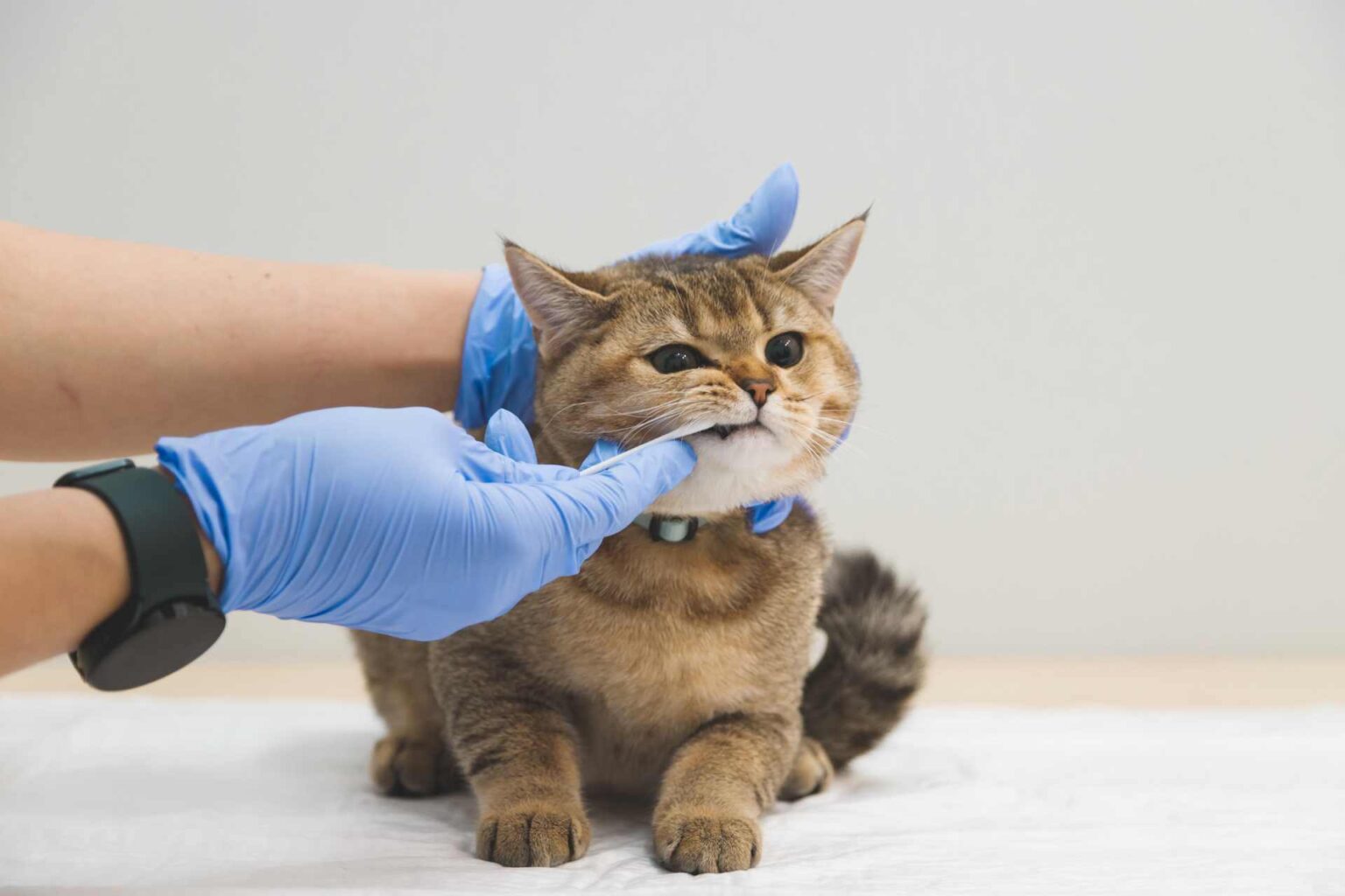 03_01_2022_Le lesioni orali severe di natura infiammatoria nel cane e nel gatto