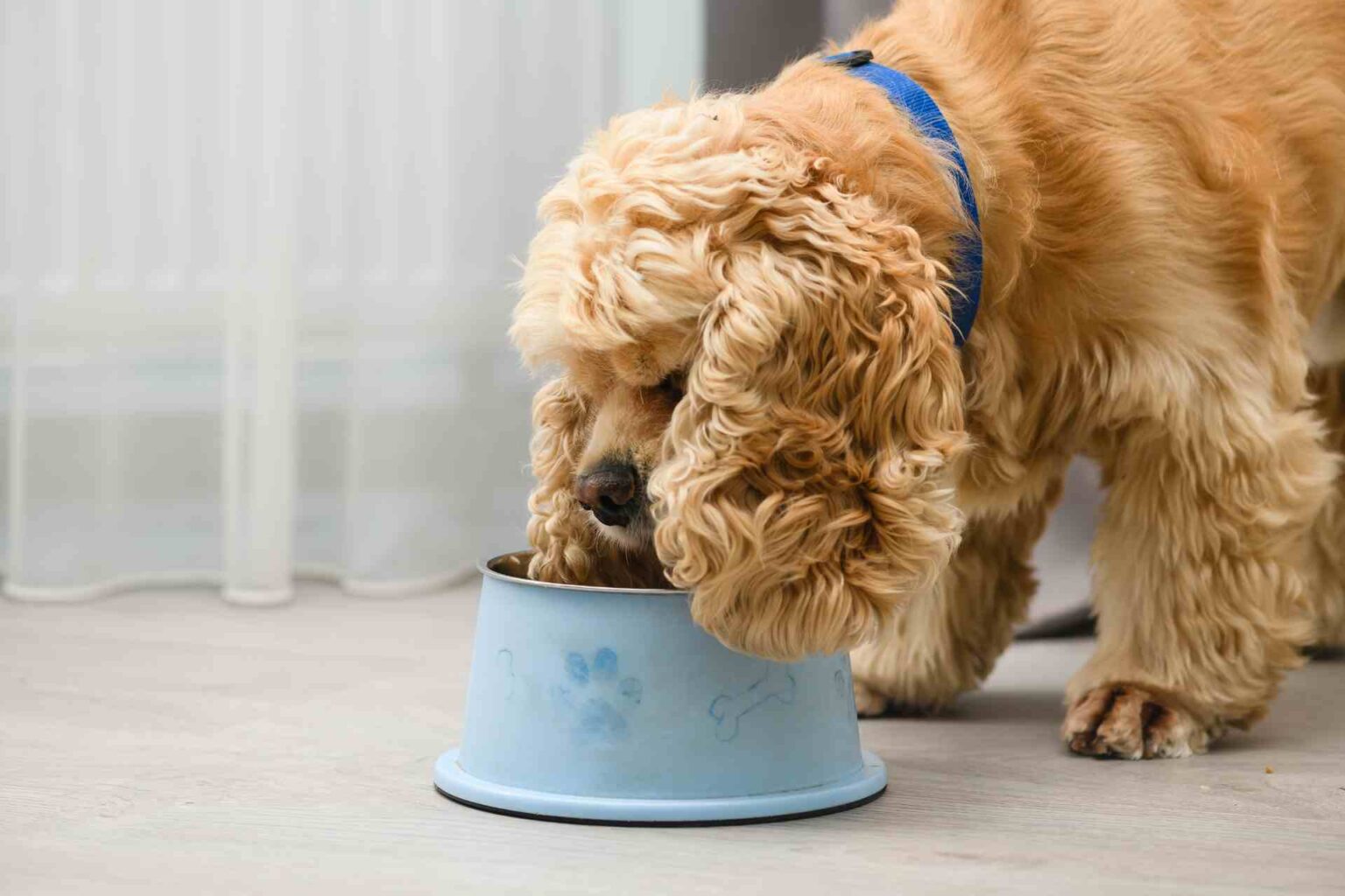 24_01_2023_Cambiamenti dietetici repentini quali sono gli effetti sul microbiota intestinale del cane