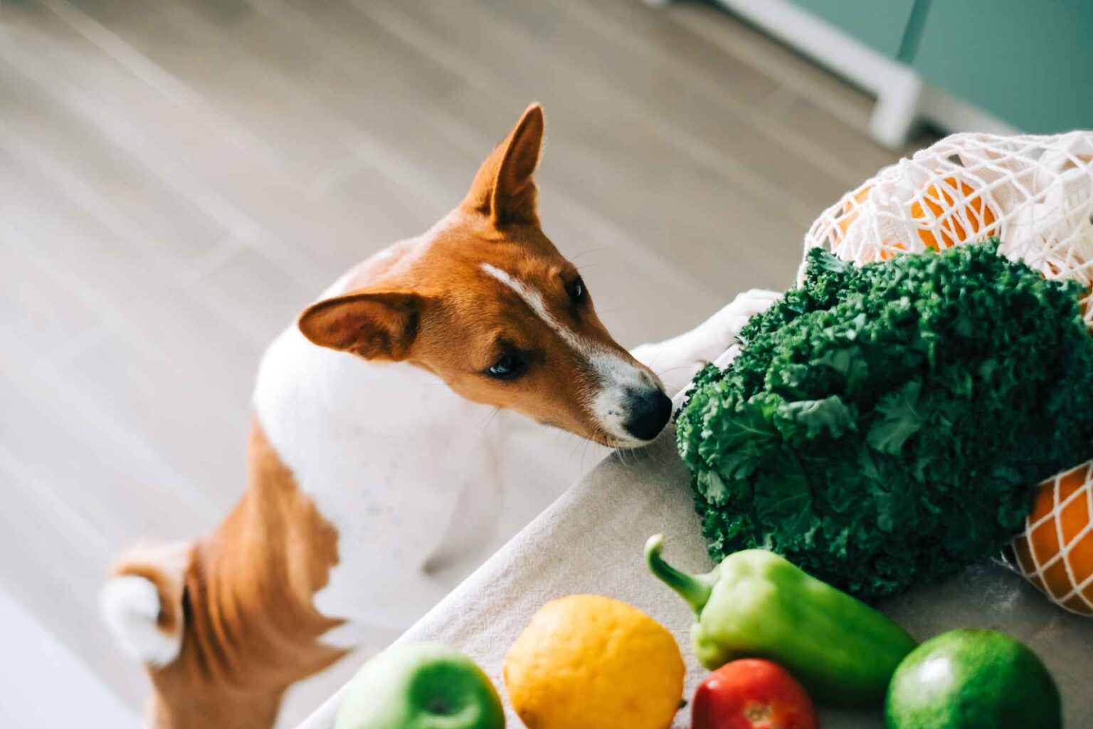 27_01_2023_Dieta vegetariana per cani Ecco come viene vissuta dal proprietario