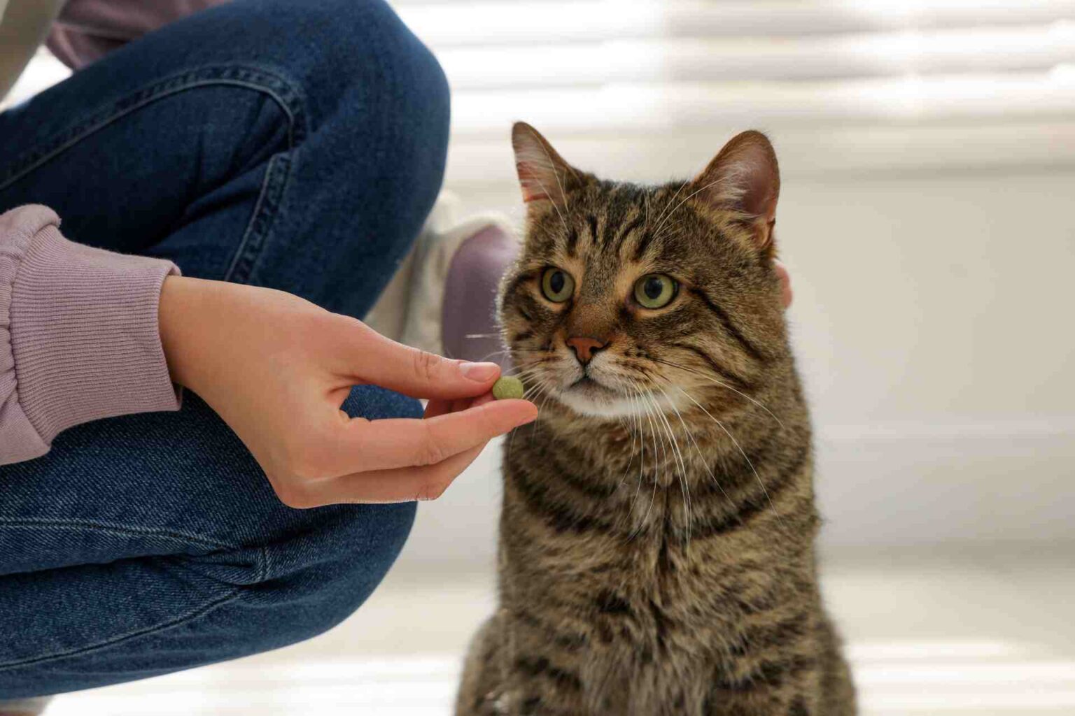03_02_2023_Effetti degli antibiotici sui profili metabolici fecali e sierici nei gatti