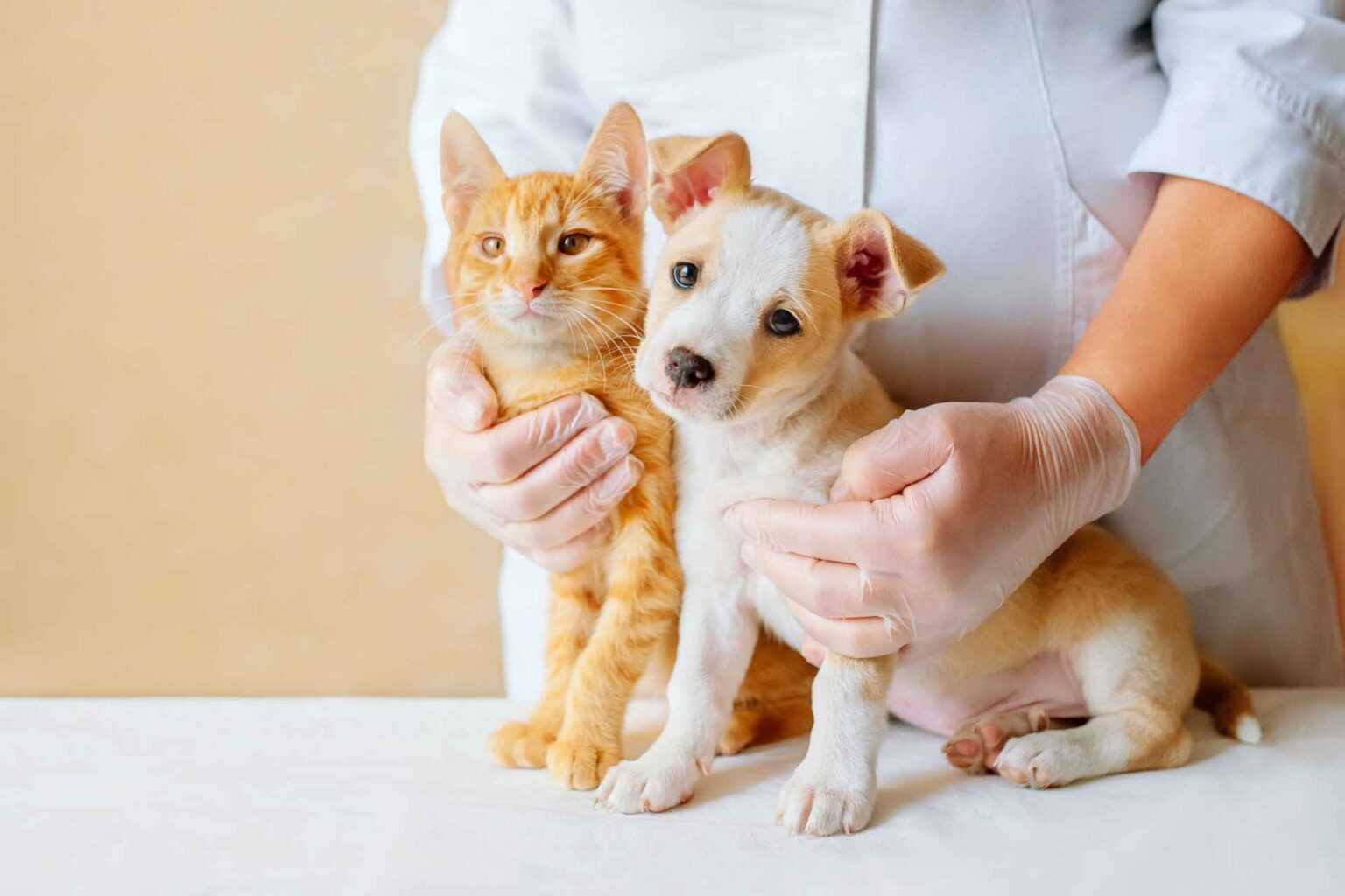 10_03_2023_Meglio limitare l’uso di farmaci gastroprotettori in cani e gatti