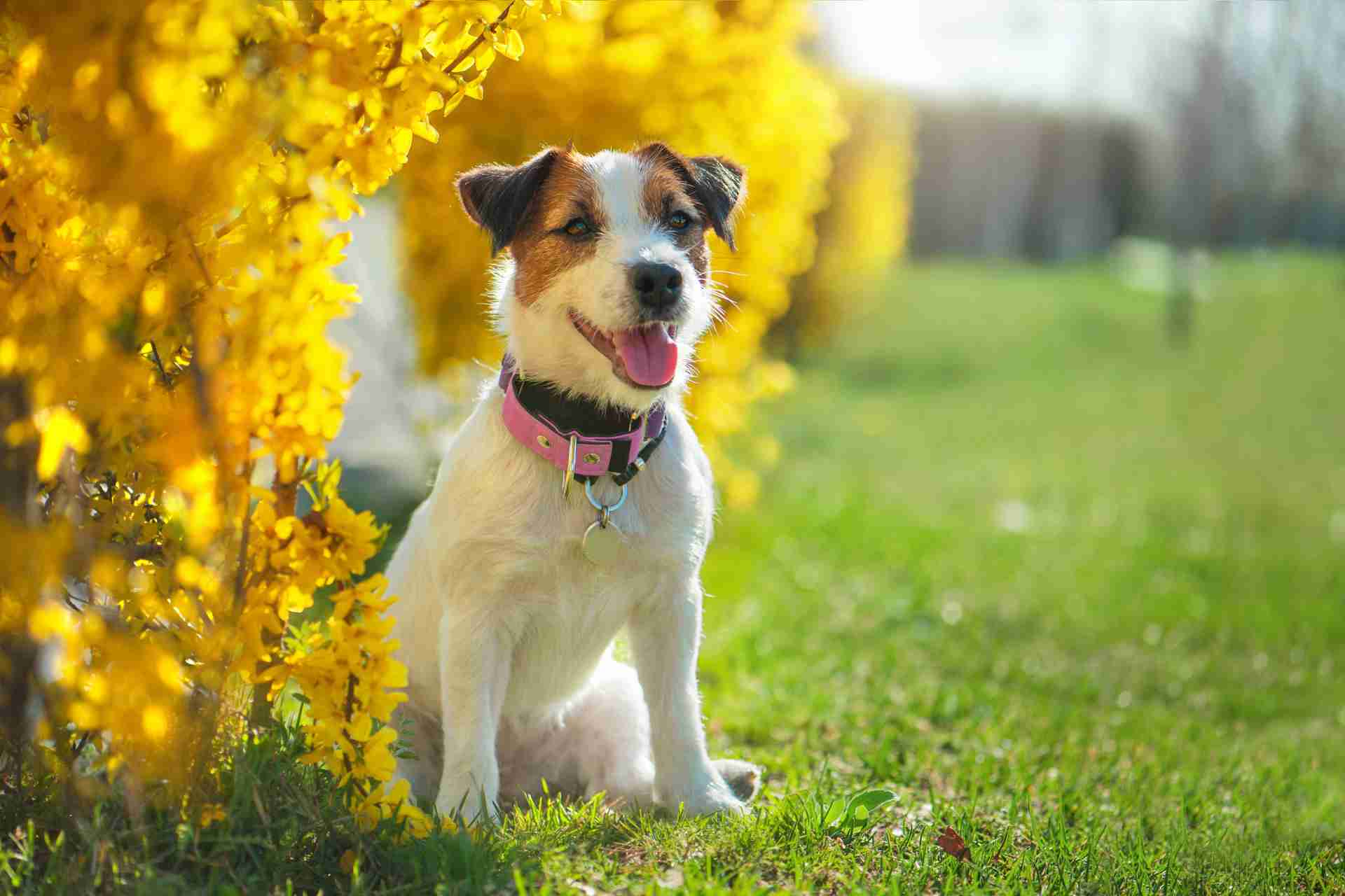 Factors that may change serum vitamin D values in healthy dogs