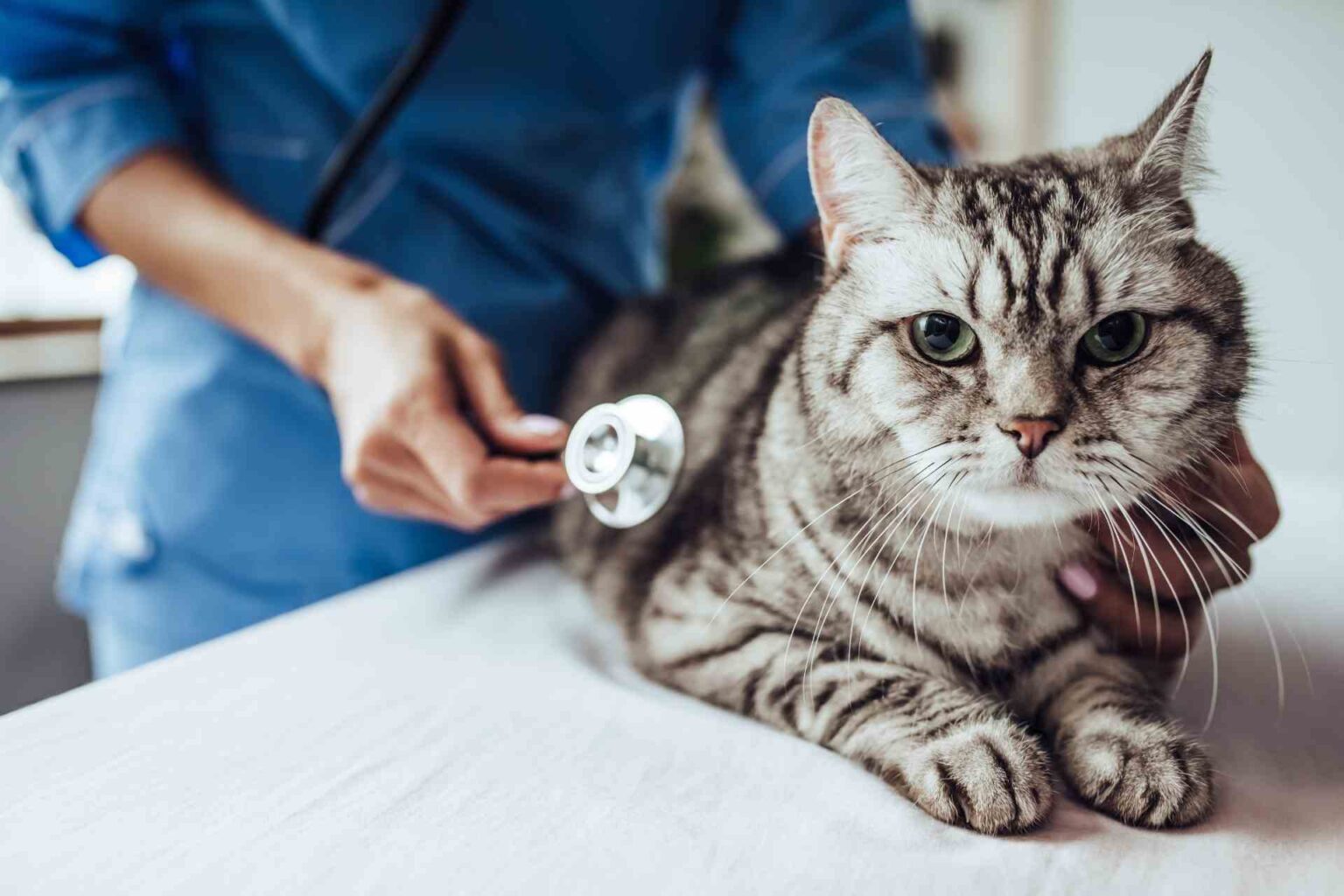 19_05_2023_Misurare la disbiosi intestinale nei gatti per diagnosticare e monitorare l’enteropatia cronica
