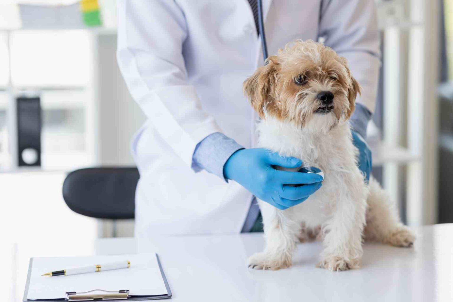 25_07_2023_Malattie cardiache nei cani l'importanza dei programmi di screening