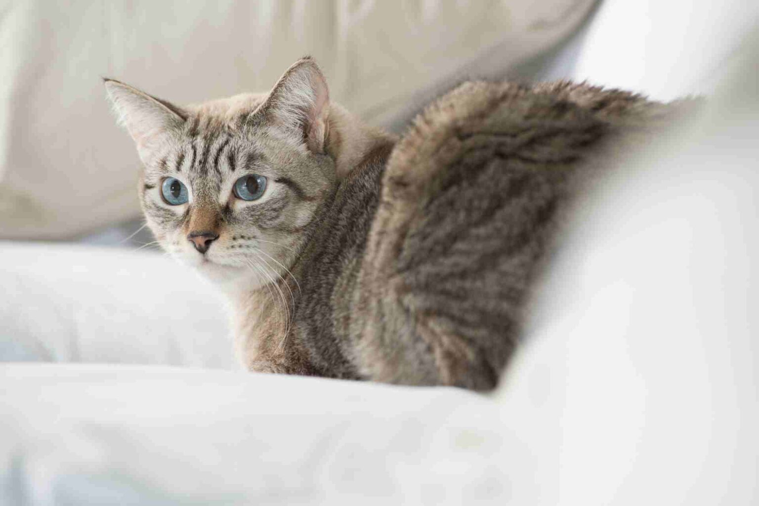 11_08_2023_Valutazione farmacocinetica della ciclosporina A ad alti dosaggi in gatti sani