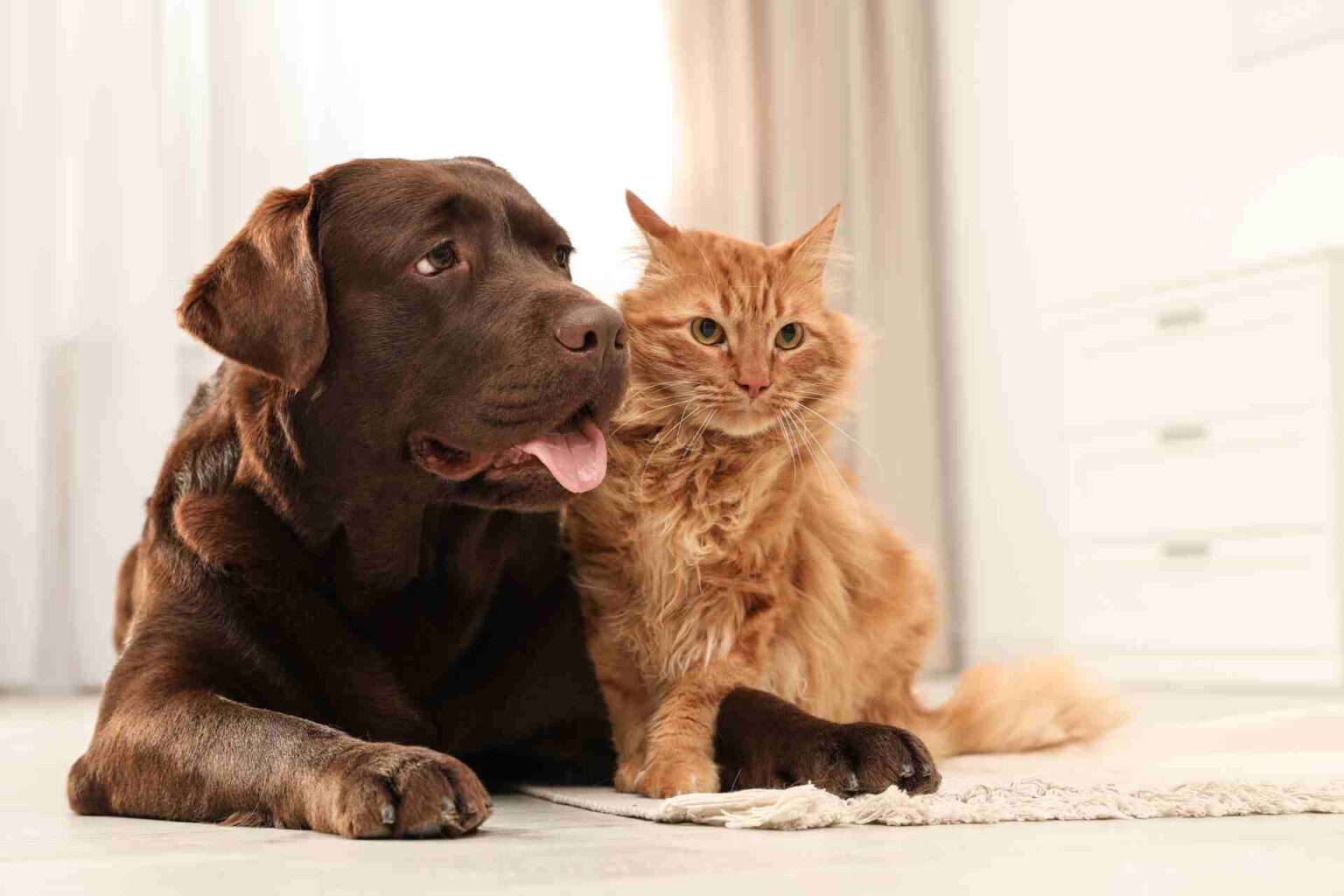 22_08_2023_Strategie alimentari per alleviare lo stress nei cani e nei gatti da compagnia