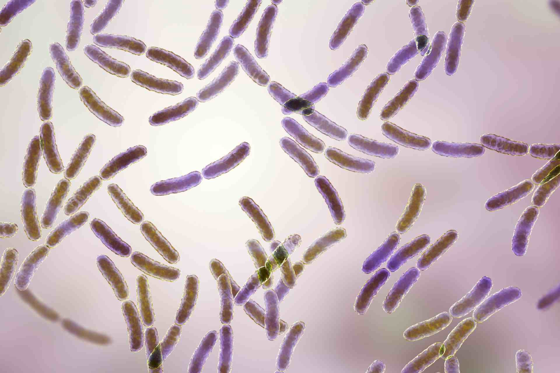 Limosilactobacillus reuteri, probiotico dalle mille virtù