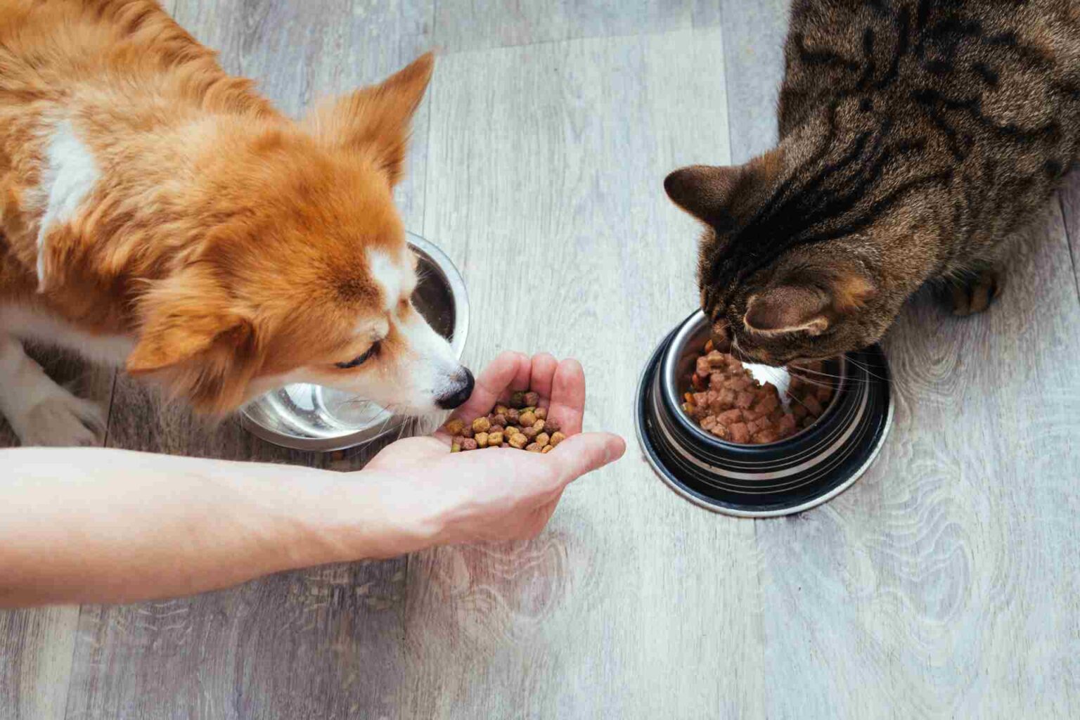 26_09_2023_Ecco i fattori che condizionano l’appetibilità in cani e gatti