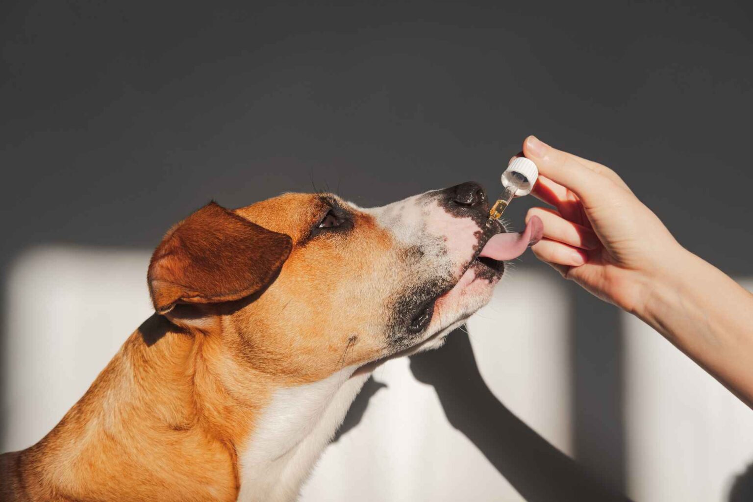03_11_2023_Farmacocinetica del cannabidiolo dopo somministrazione singola orale e transmucosa orale nel cane