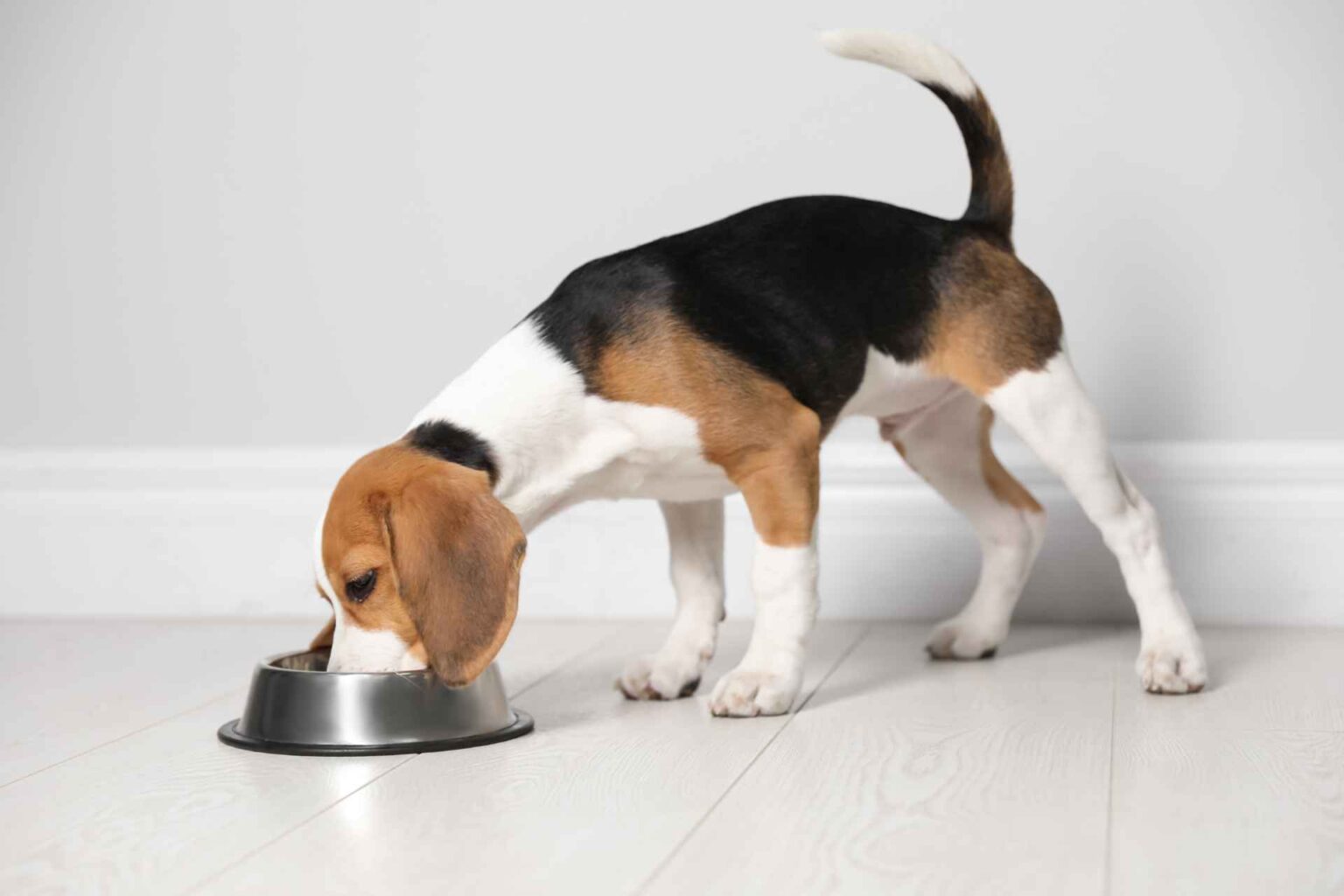 07_11_2023_Digeribilità e appetibilità di diete estruse con soia integrale nei cani