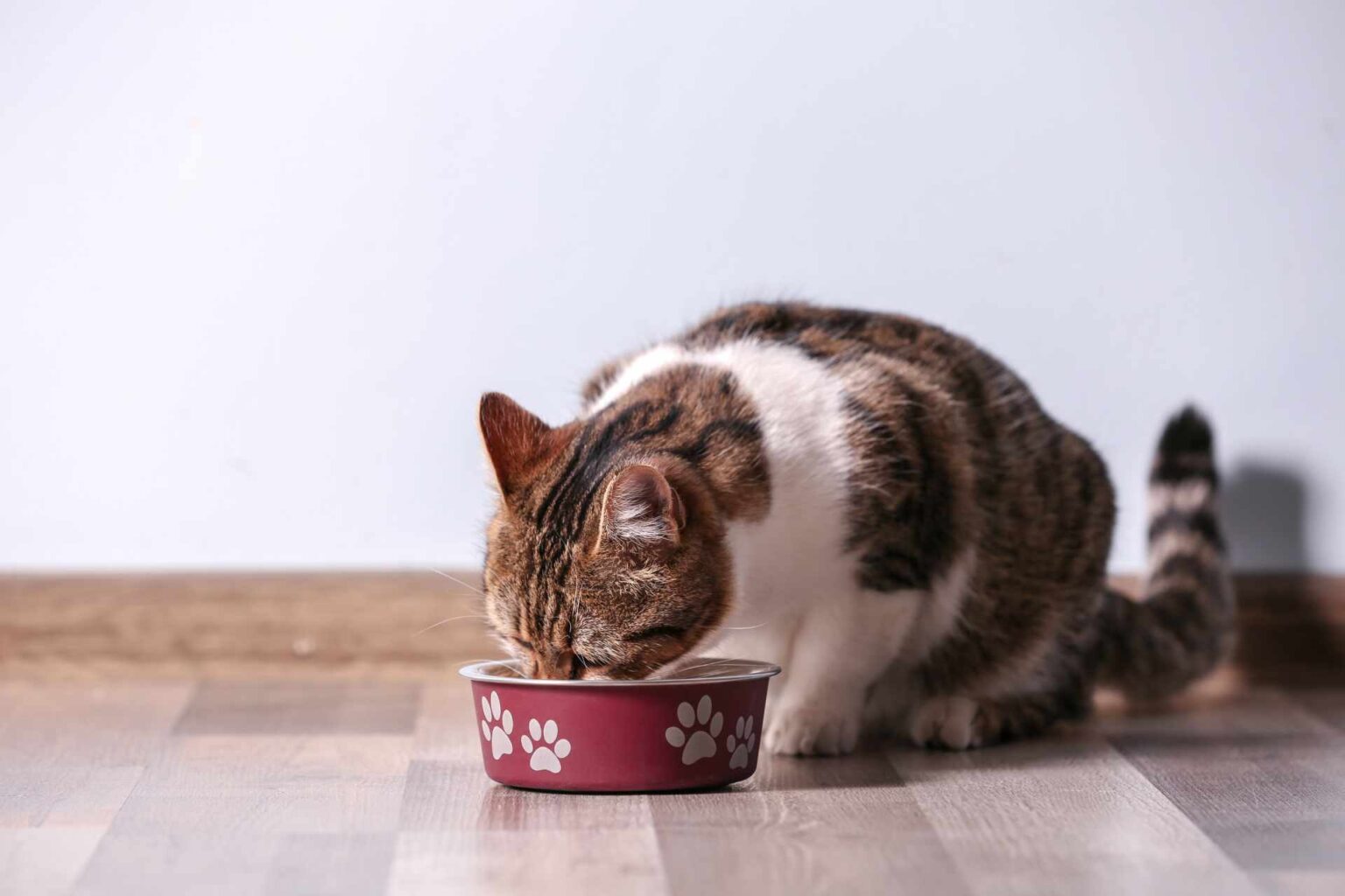 07_12_2023_Strategia nutrizionale promettente per gatti con malattia renale cronica agli esordi