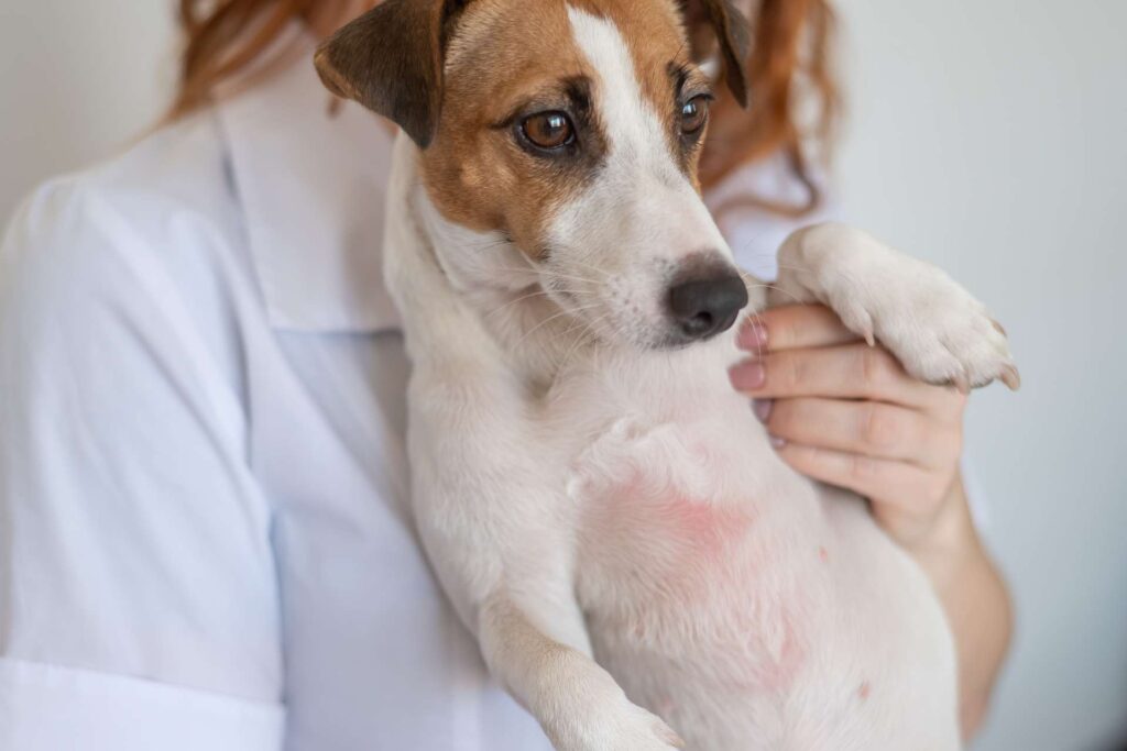 Veterinario tiene in braccio un cane con evidenti segnali di dermatite