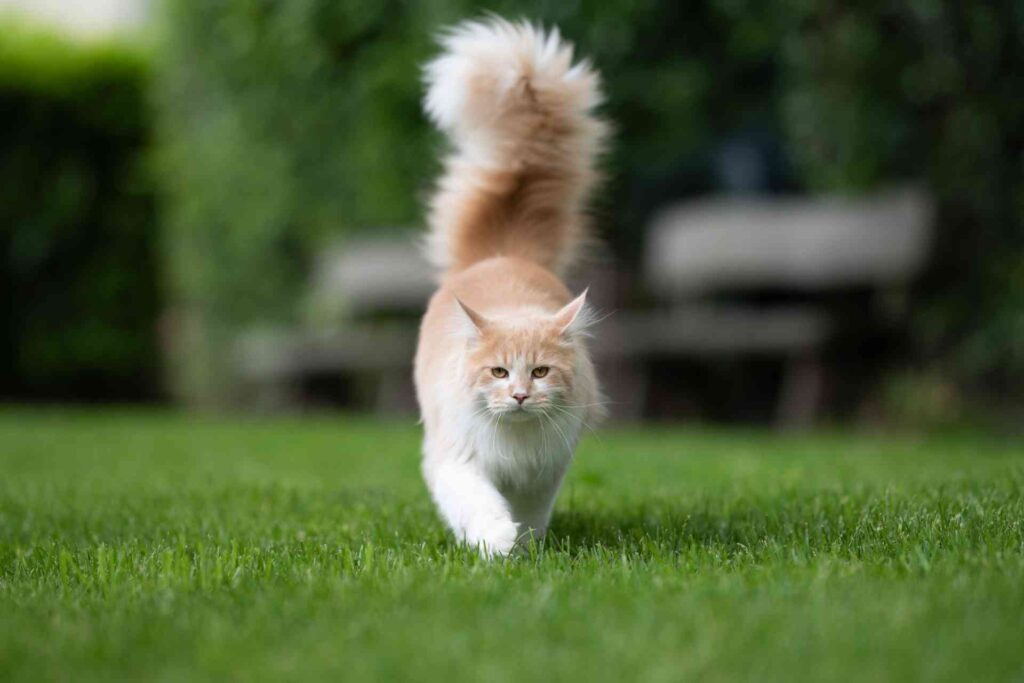 gatto che cammina con coda alzata