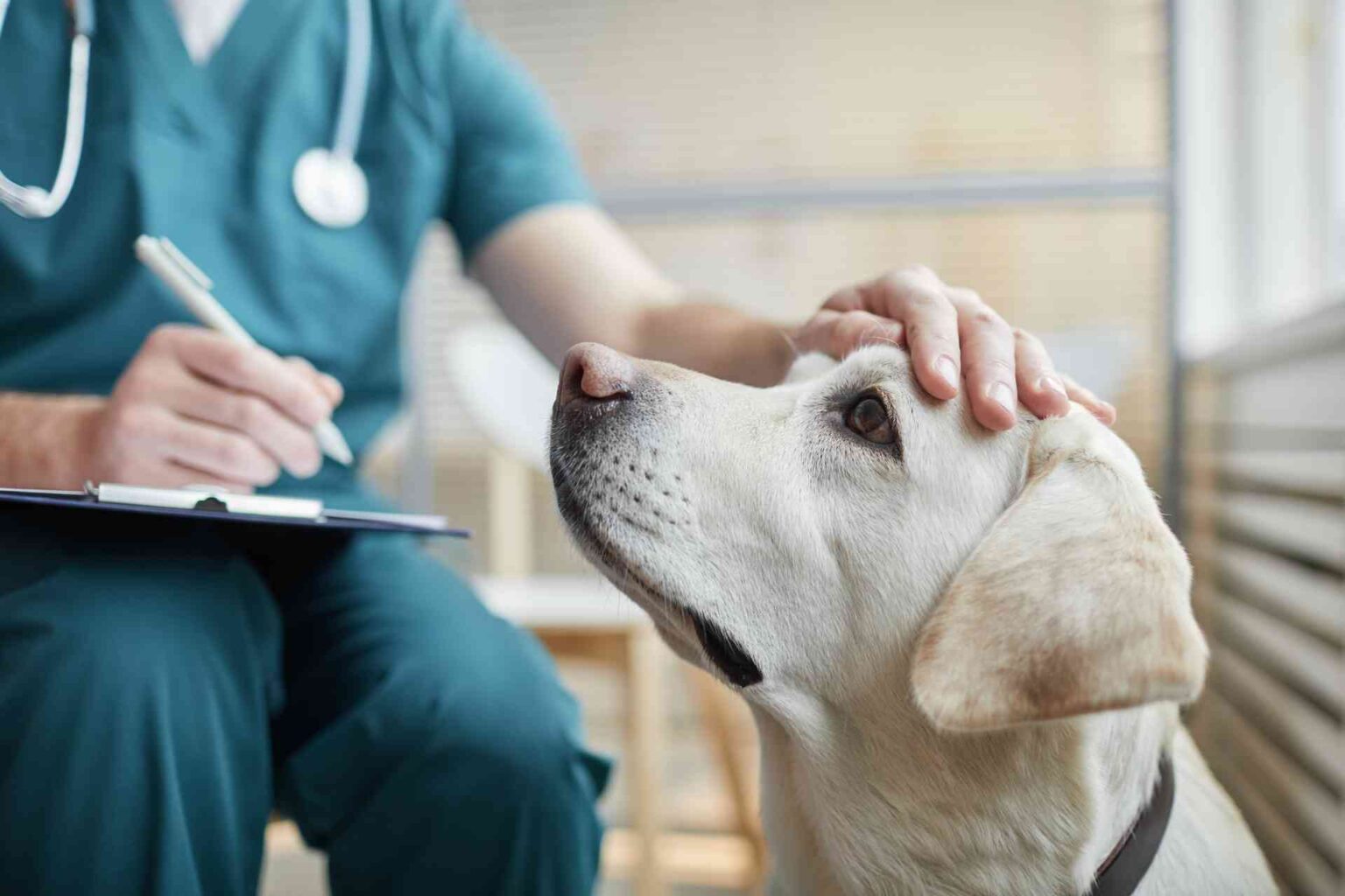 20_02_2024_Il microbiota dei cani in trattamento per shunt porto-sistemico congenito