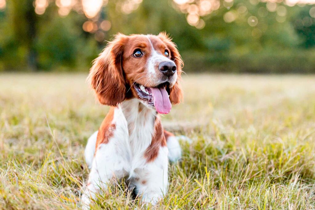 cane felice con un microbiota intestinale in equilibrio