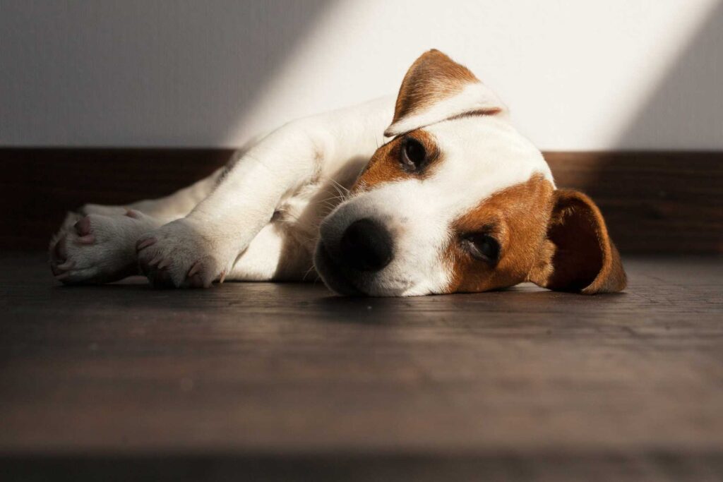 cane soffre di reflusso gastrico