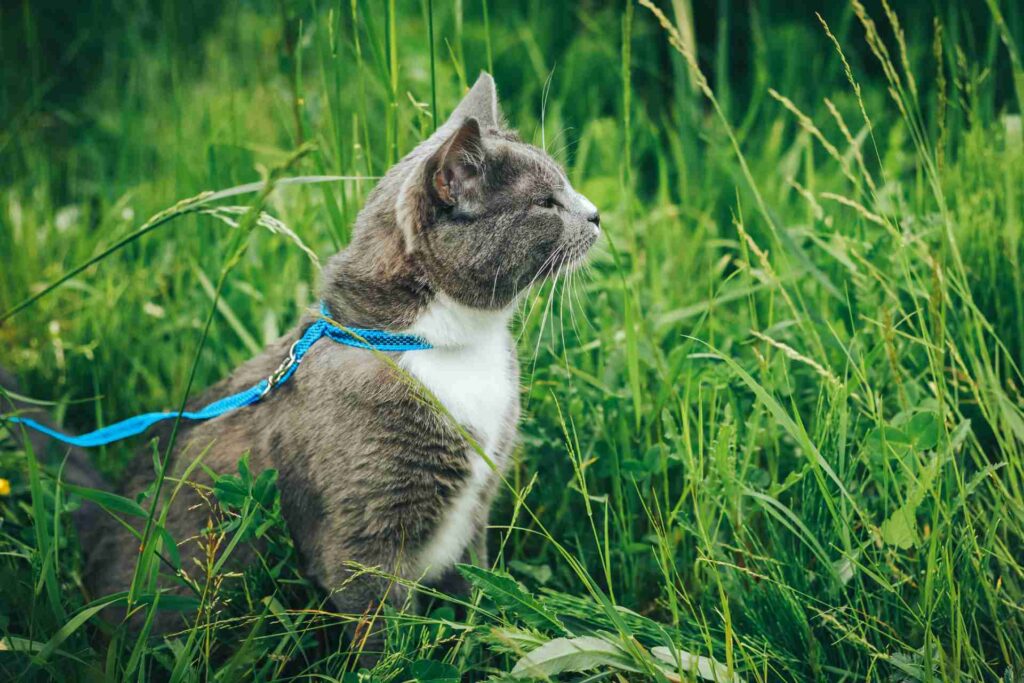 gatto all'aria aperta al guinzaglio