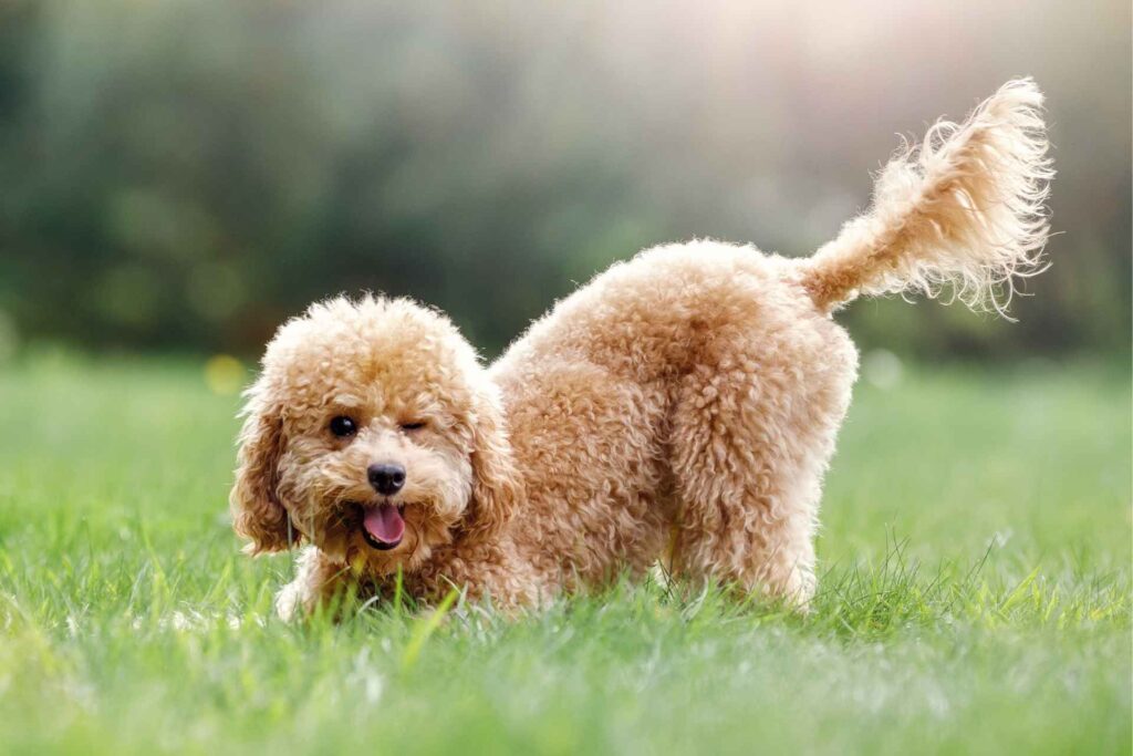 cane all'aperto che scondinzola