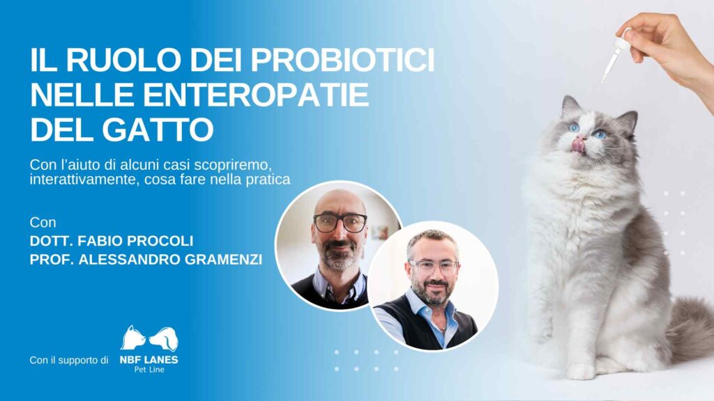 Il ruolo dei probiotici nelle enteropatie del gatto - Webseminar Academy 2024