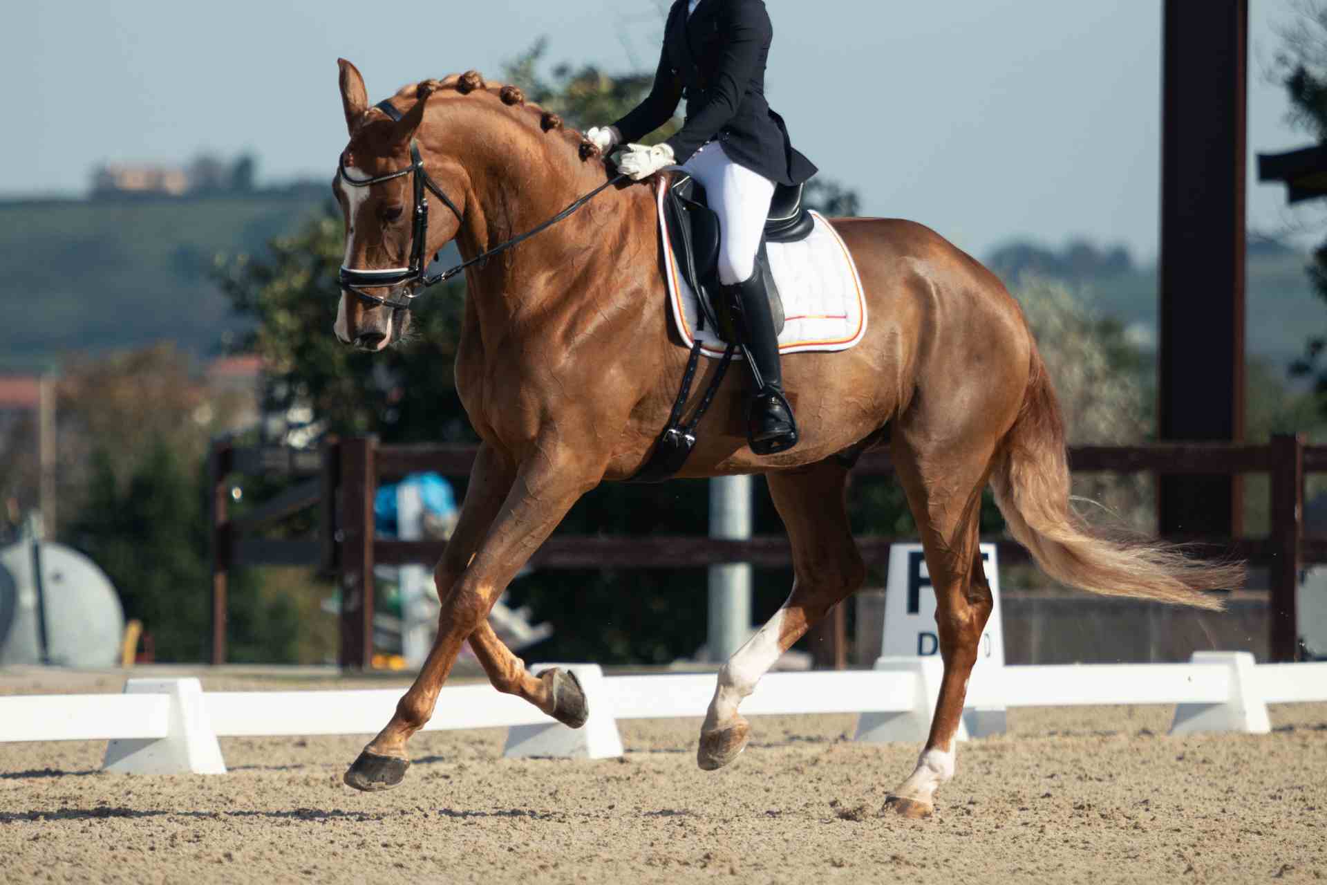 Integratori Per L'apparato Muscolare Del Cavallo | Rao Farmaceutici - 5