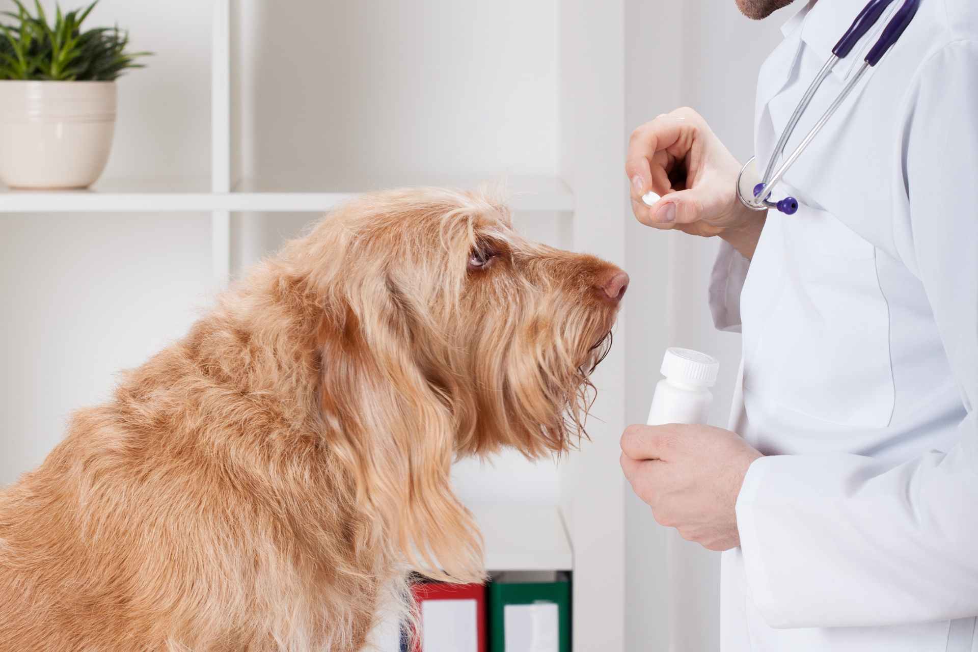 Picture of Probiotics Vs postbiotics against intestinal dysbiosis in dogs: in ...