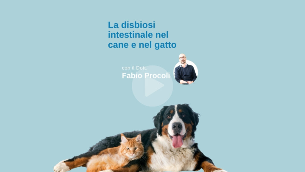 Il dott Procoli parla della dibiosi intestinale del cane e del gatto