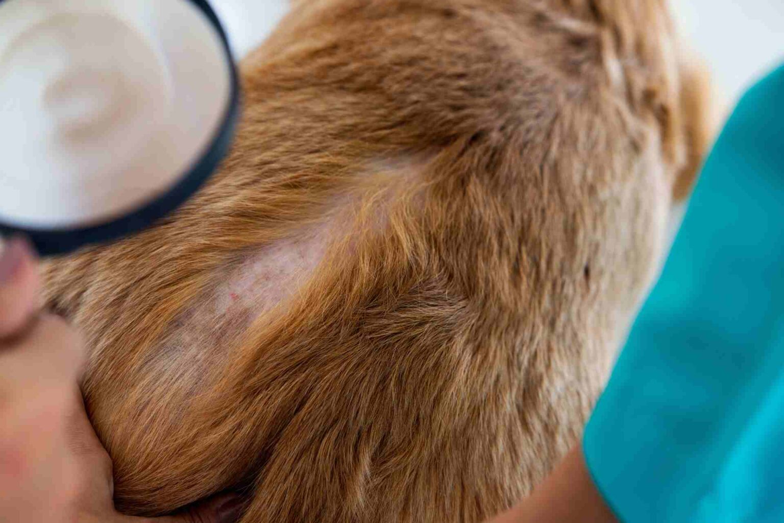 02_07_2024_Prurito in cani con dermatite atopica efficacia dell’approccio nutraceutico
