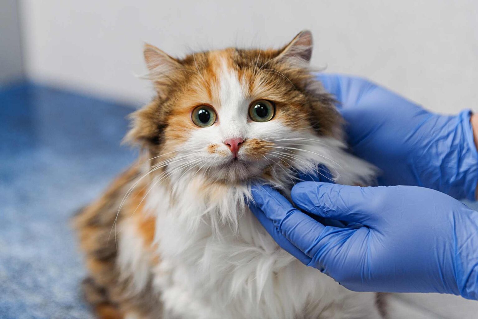 16_07_2024_Attenuazione della restrizione di fosforo in gatti con malattia renale cronica e ipercalcemia ionizzata