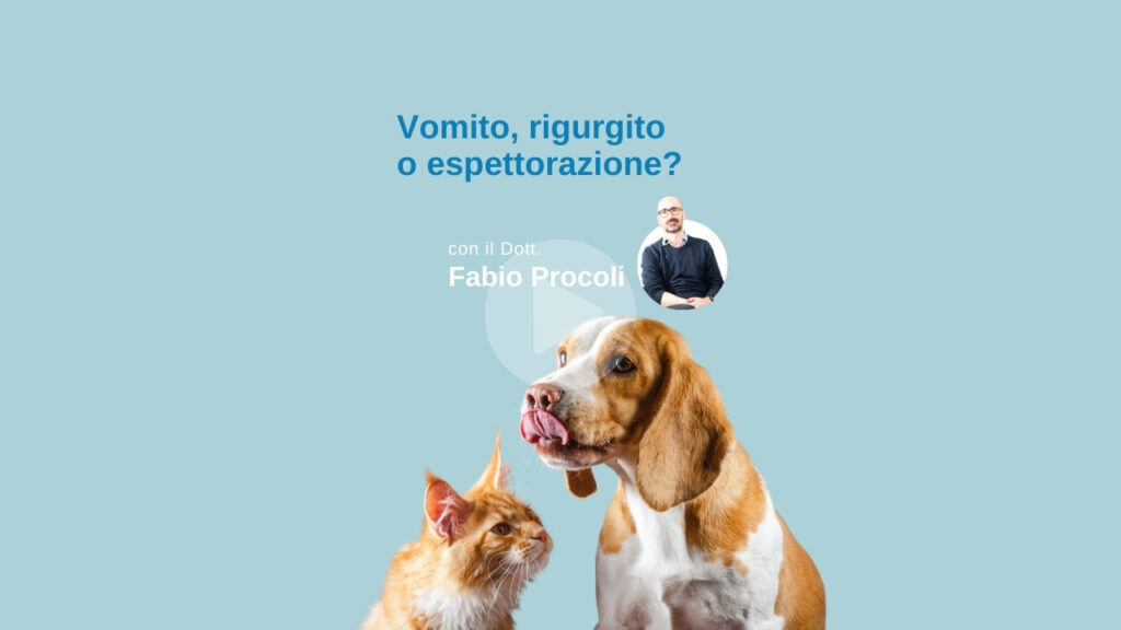 Il dott Procoli parla della differenza tra vomito, rigurgito e espettorazione nel cane e nel gatto