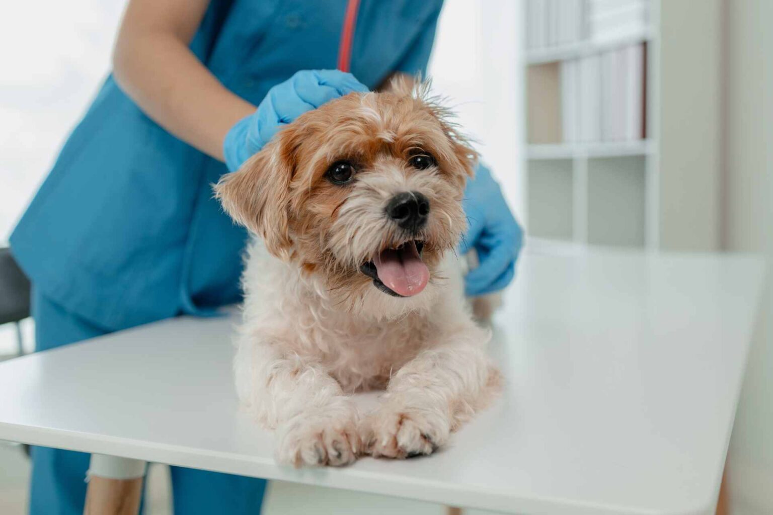 06_08_2024_Effetti dei β-glucani da due diversi fonti su immunità e infiammazione nel cane