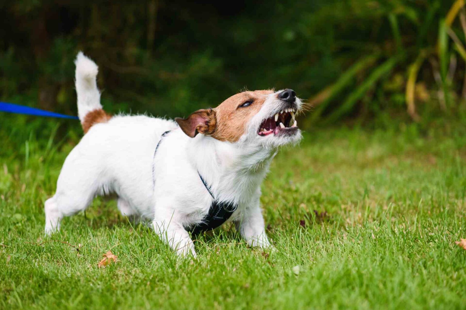 17_09_2024_Ansia e aggressività nei cani da compagnia quanto “pesa” il microbiota intestinale