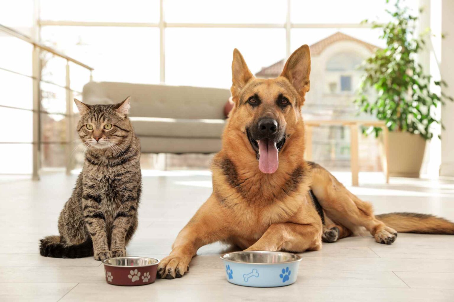 24_09_2024_Ruolo e benefici delle fibre alimentari nella dieta di cani e gatti