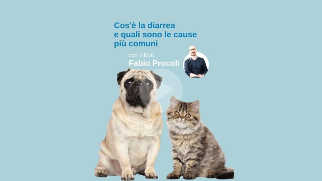 Il dott Procoli parla della diarrea nel cane e nel gatto