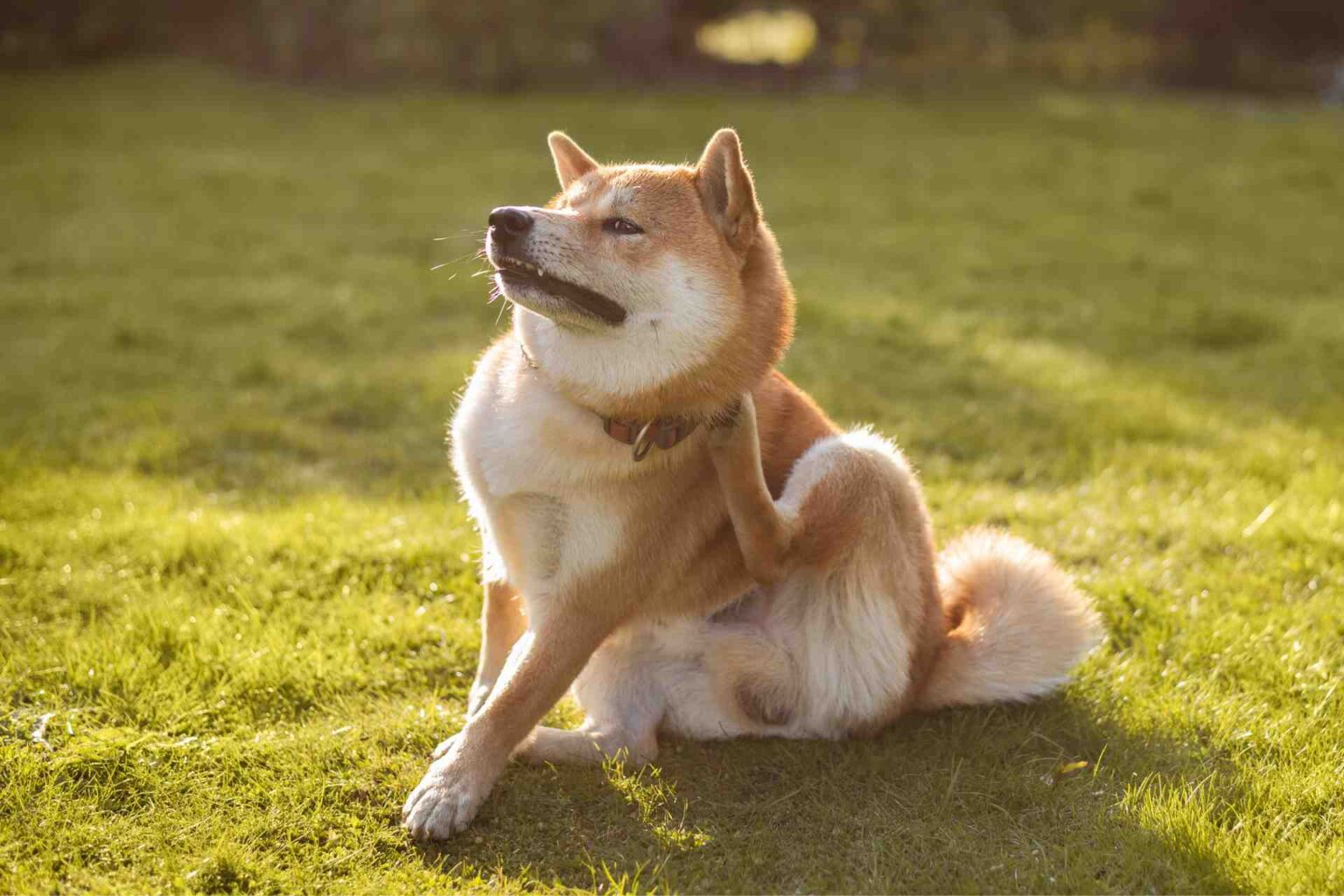 17_12_2024_Il microbiota cutaneo e intestinale di Shiba Inu affetti da dermatite atopica