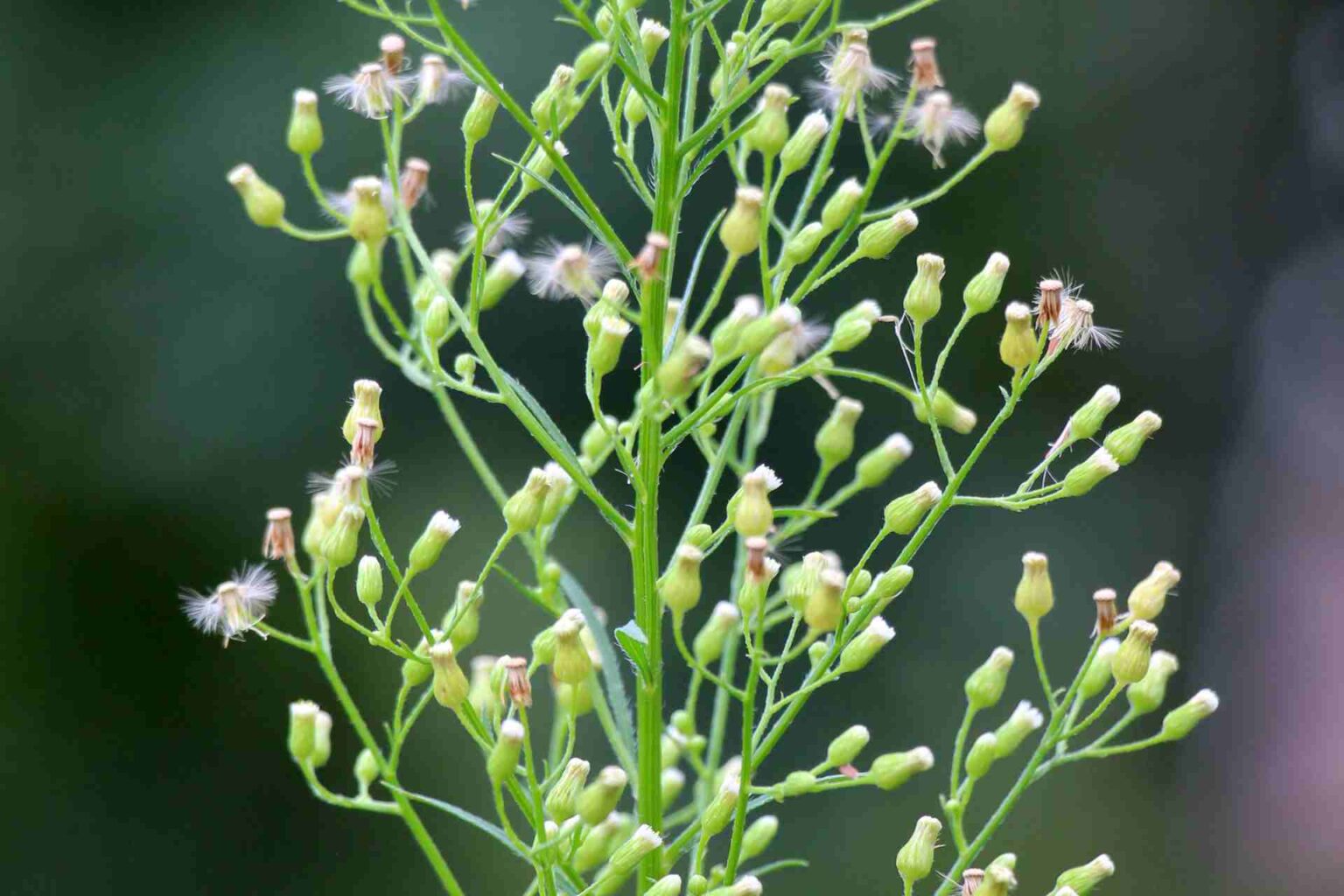 14_01_2025_Effetto antitussivo del complesso polisaccaridico-proteico di Erigeron canadensis