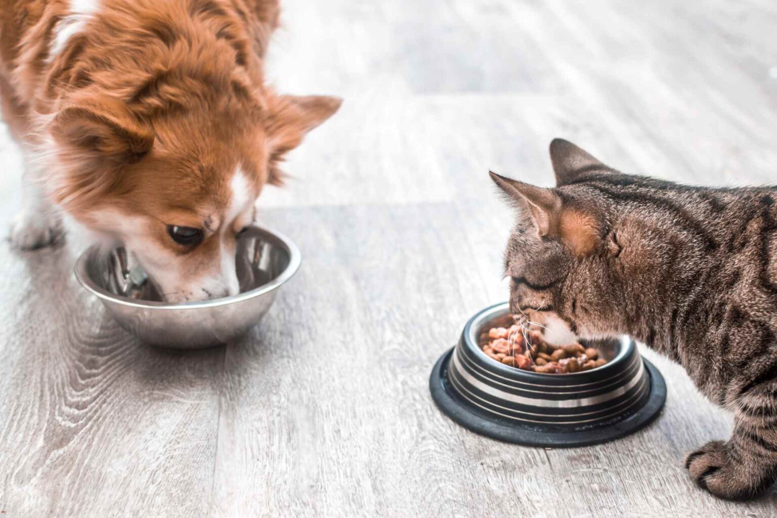 04_02_2025_Effetto degli antiossidanti alimentari sul danno da radicali liberi in cani e gatti