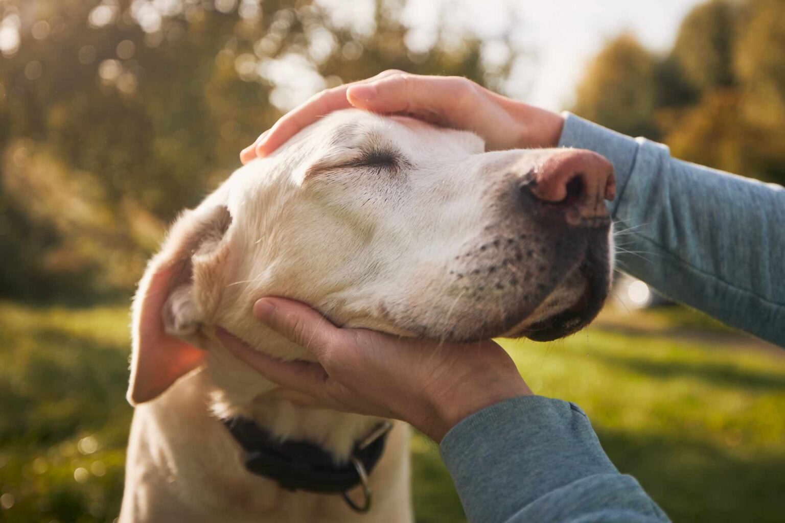 18_02_2025_Dieta e nutraceutici nel cane con disfunzione cognitiva una review