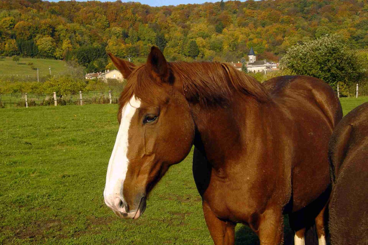 20_02_2025_Malattie renali nel cavallo un approccio scientifico basato sul consensus ECEIM