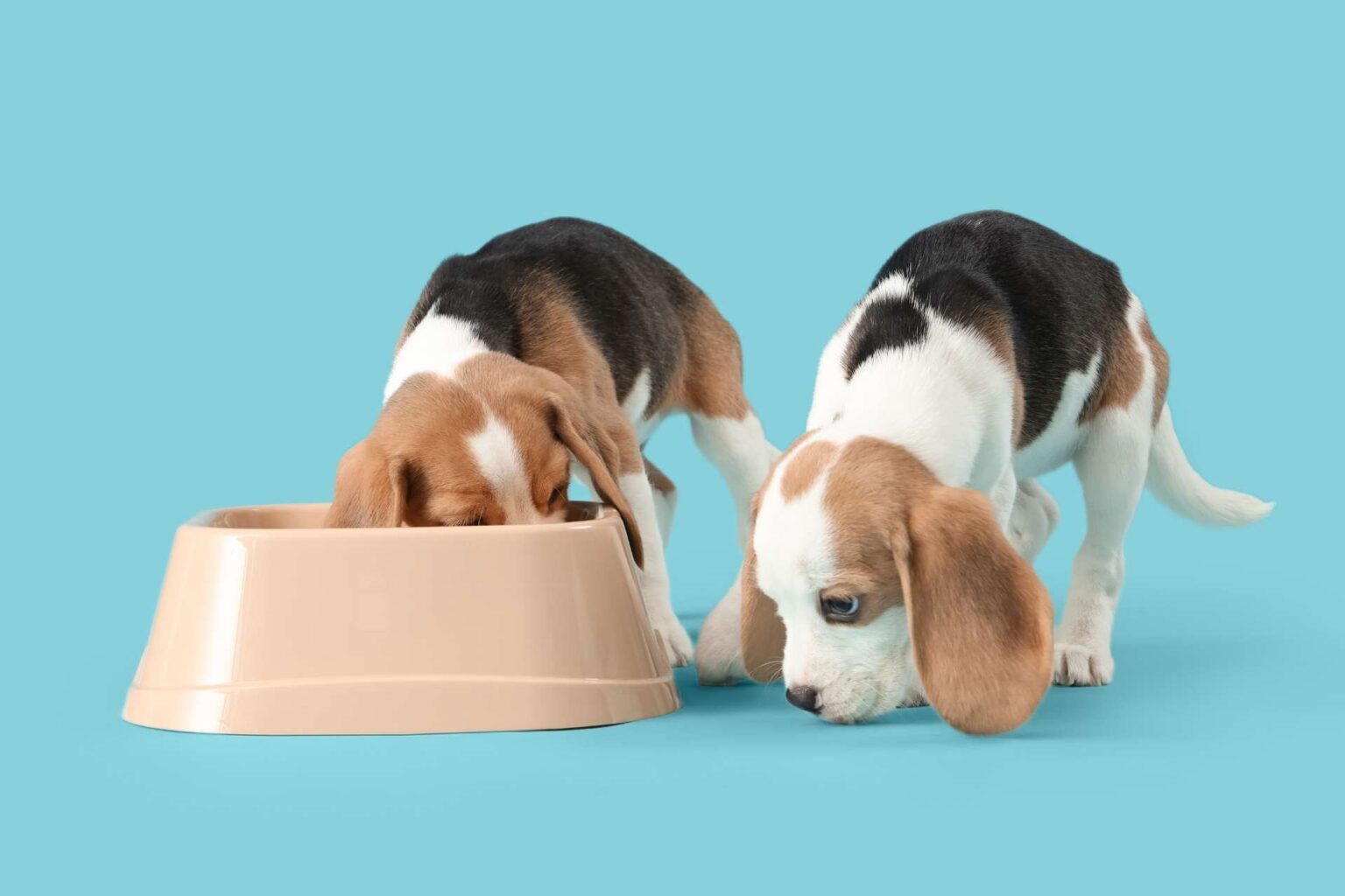 11_05_2026_Il microbiota cresce con il cucciolo nuove indicazioni per la nutrizione pediatrica del cane