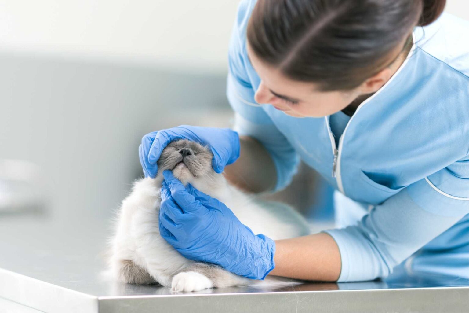 Carcinoma orale squamoso felino il microbiota della bocca cambia nei gatti con tumore