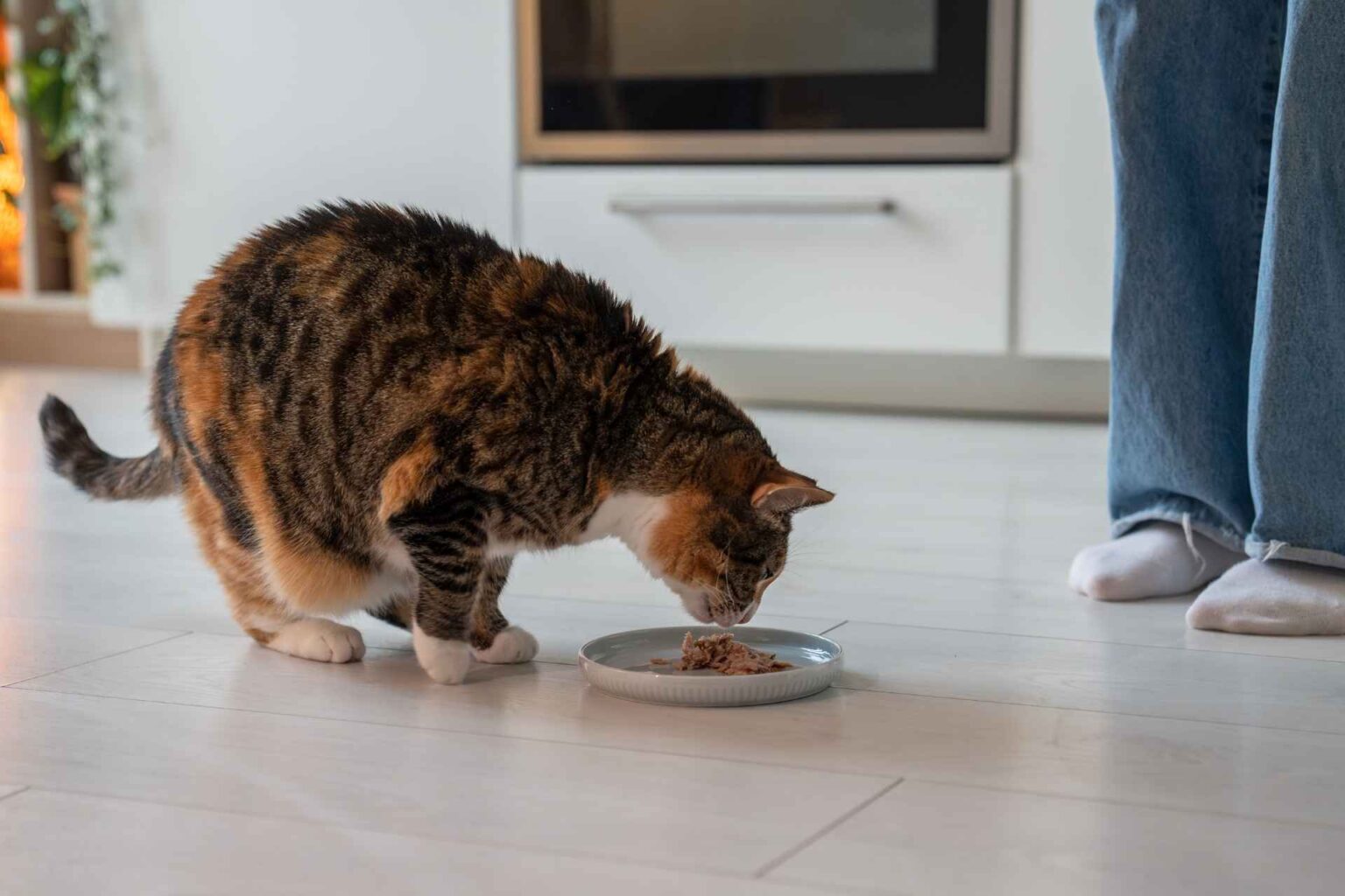 Diabete felino e sovrappeso la restrizione calorica aumenta le probabilità di remissione