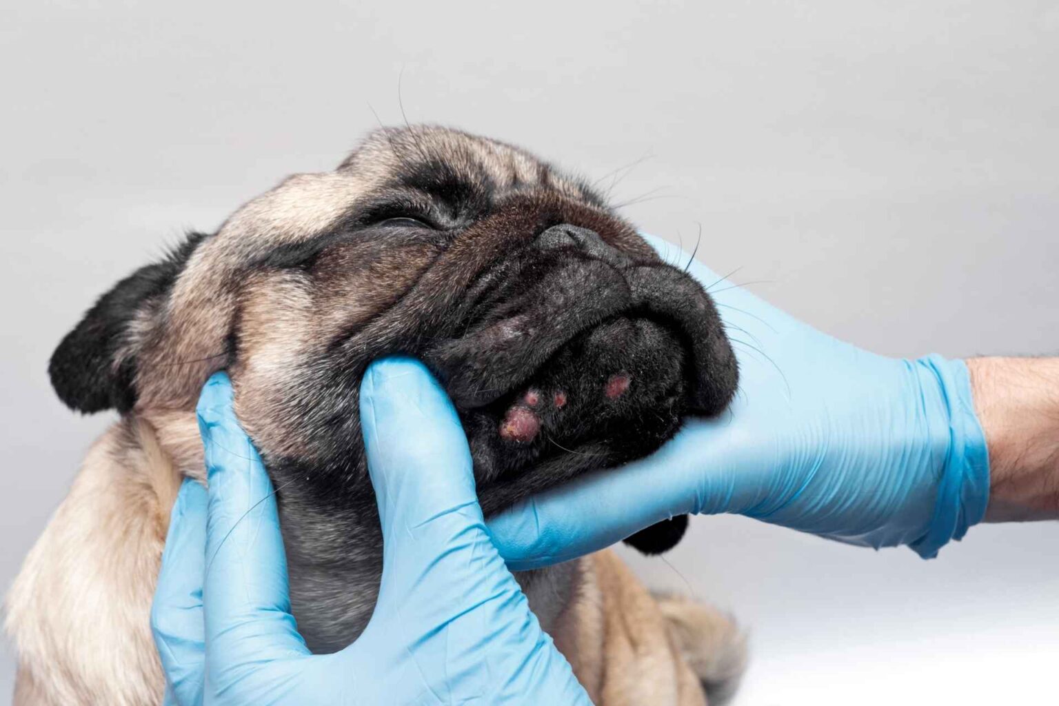 22_06_2026_Dermatite atopica canina, la terapia entra nell’era dell’approccio multimodale