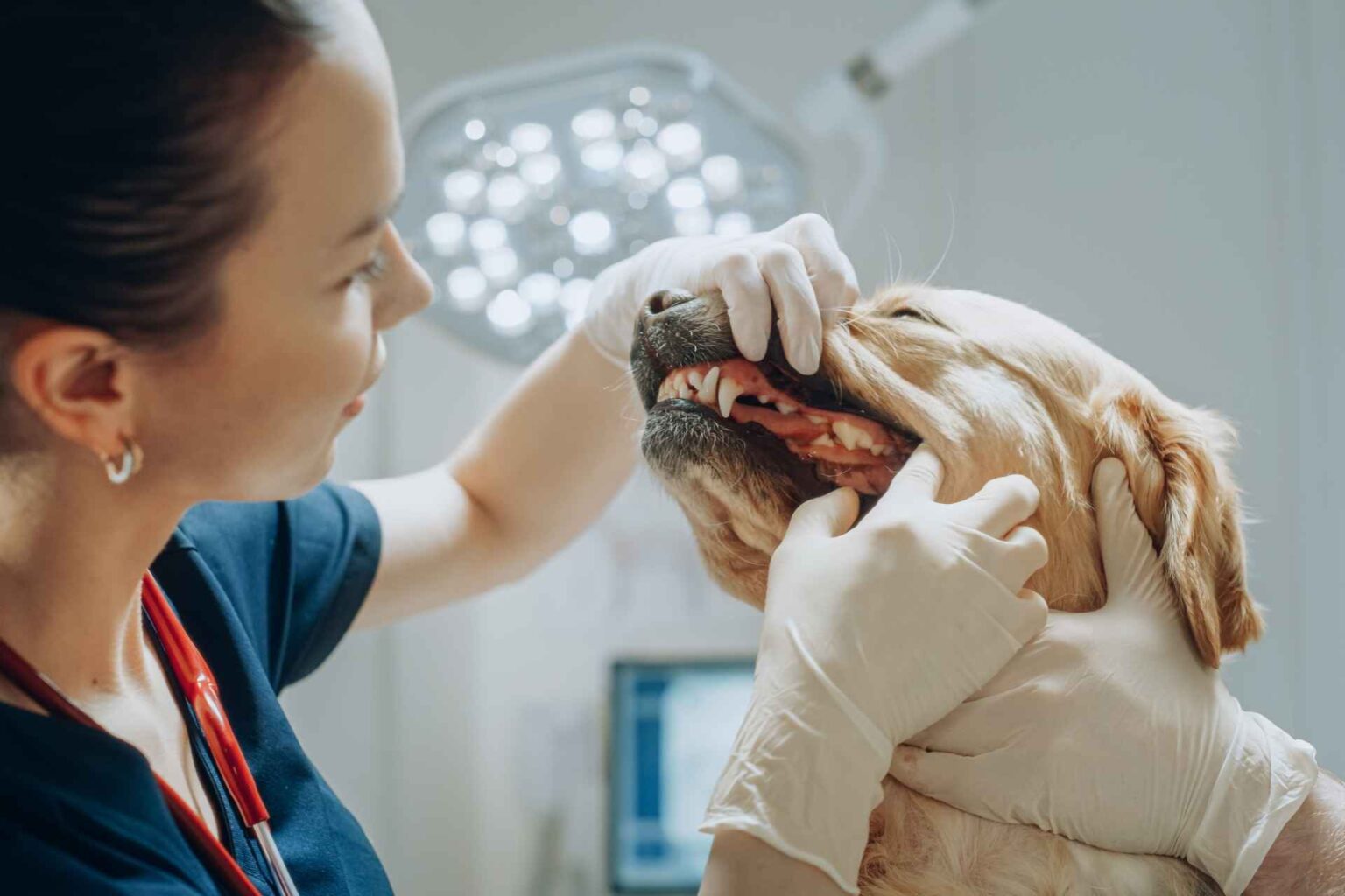 29_06_2026_Salute gengivale del cane dal microbioma orale un nuovo indice per intercettare prima il rischio