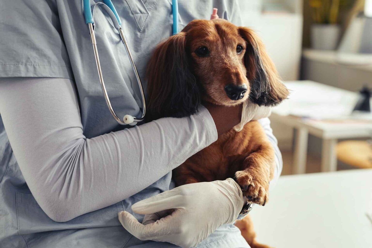 Enteropatie croniche canine normoalbuminemiche la dieta è il primo trattamento, ma va personalizzata