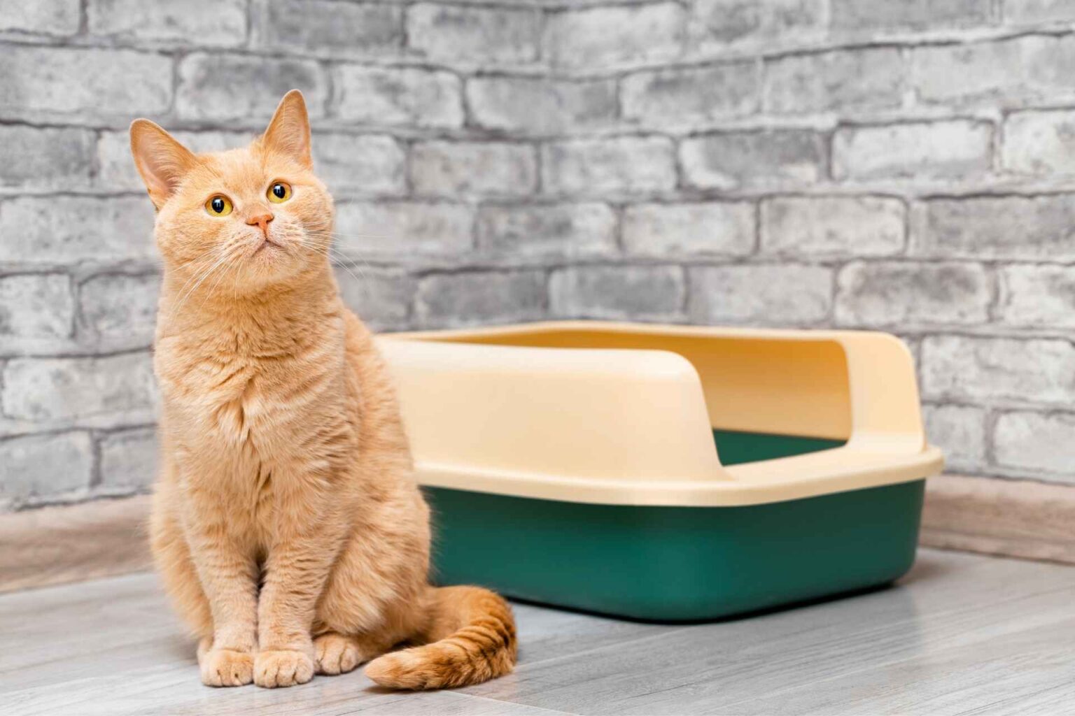 NP_Diarrea acuta in cani e gatti meno antibiotici, più supporto clinico mirato