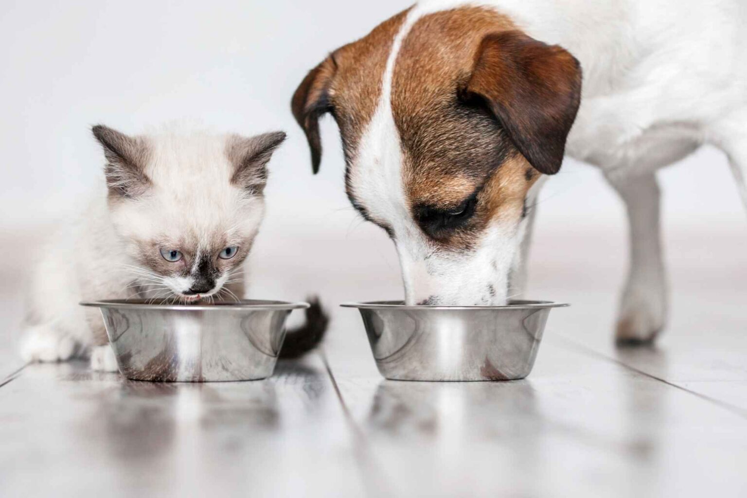 NP_Fibra alimentare in cane e gatto una leva terapeutica nelle patologie gastrointestinali responsive alla dieta
