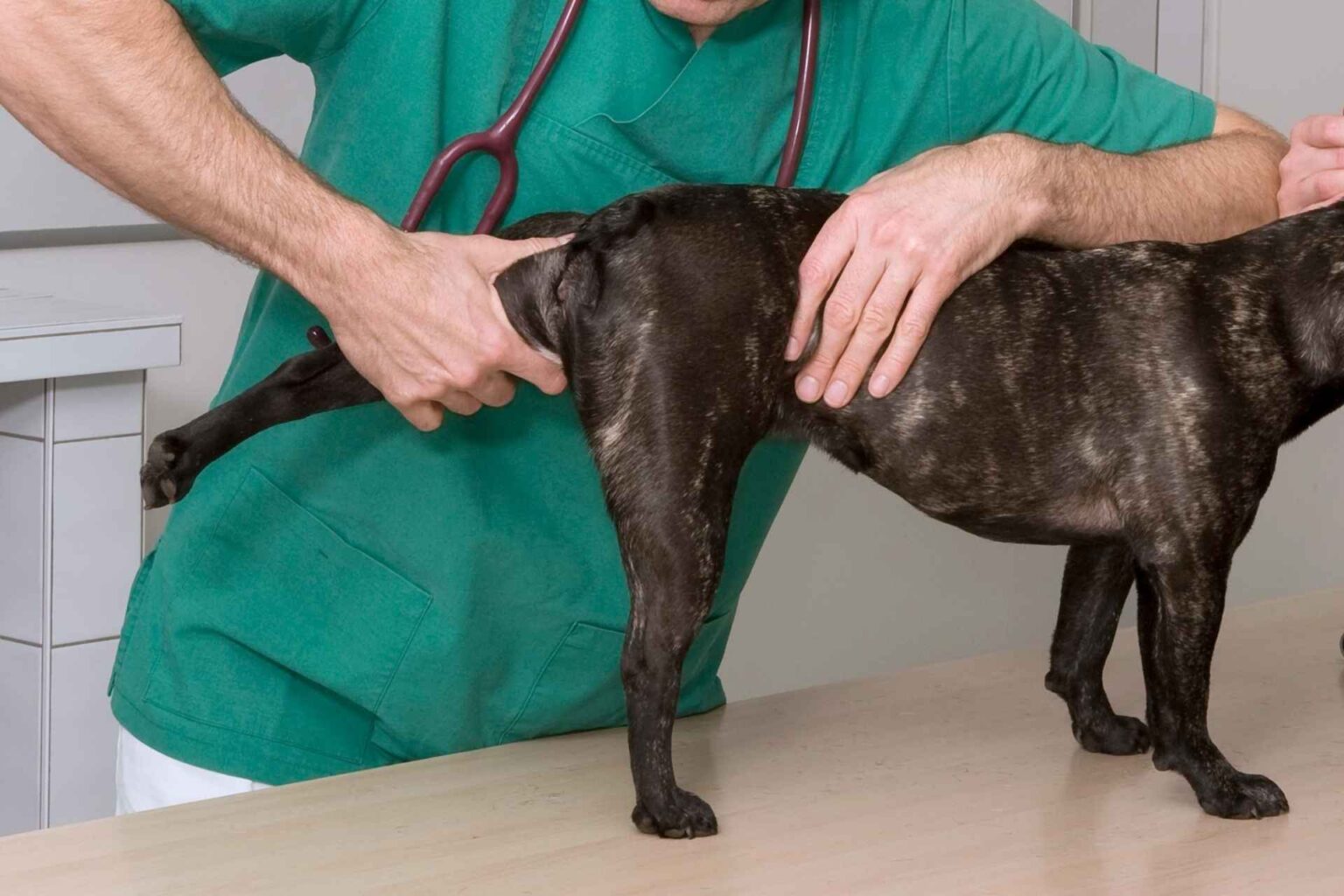 18_08_2026_Osteoartrosi del cane, un nutraceutico sfida i FANS nel controllo del dolore