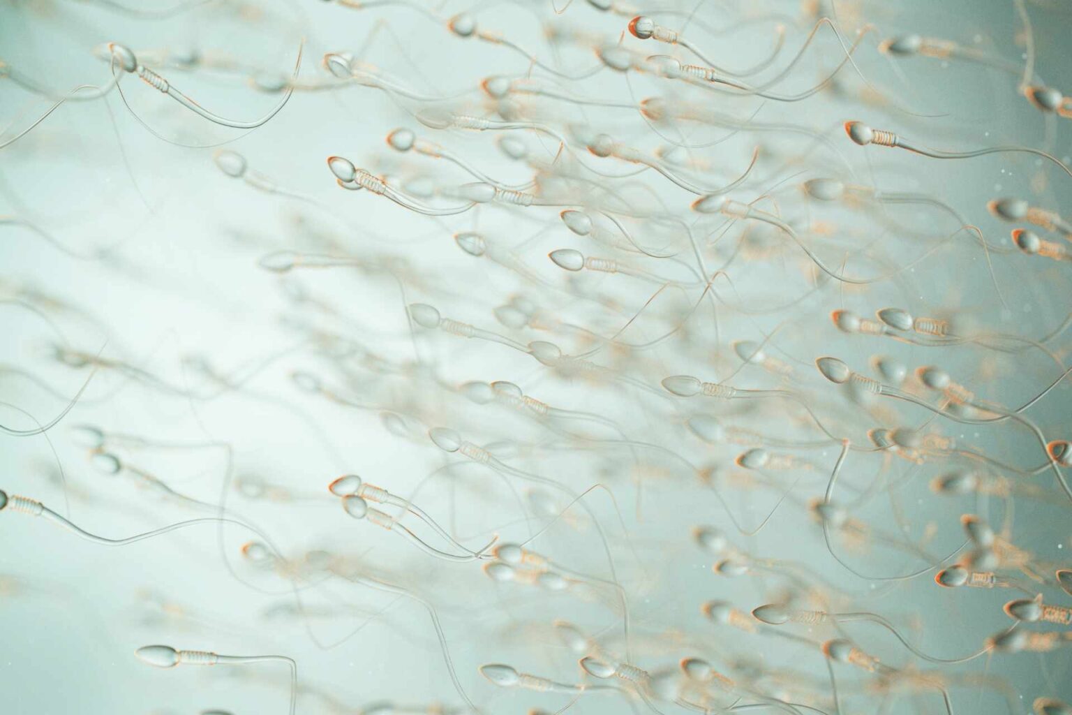 Probiotici e fertilità nel cane nuovi dati sull’asse intestino-testicolo